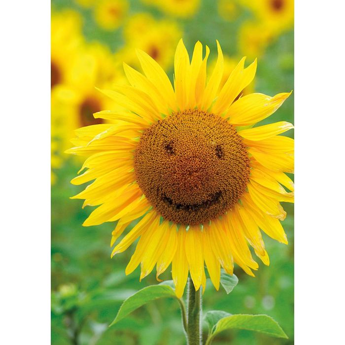 tkSonnenblumen